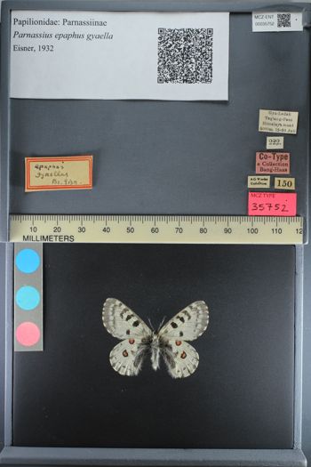 Media type: image;   Entomology 35752